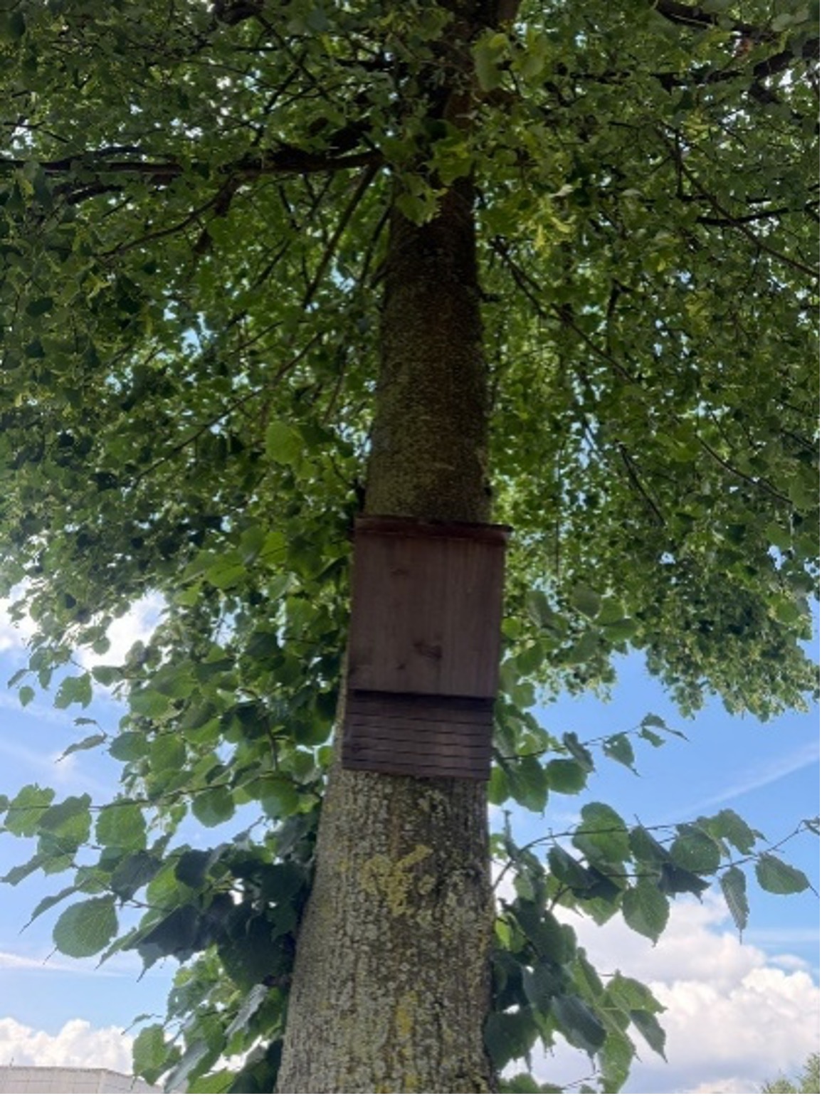 Stiftsquelle3 Start für ein blühendes Projekt in der Geimeinde Freiamt im September 2019. Auf einer eigens vorbereiteten Fläche in Ottoschwanden säten Bürgermeisterin Reinbold-Mench, Bad Dürrheimer-Geschäftsführer Lössl, Landwirt Schweikert und Naturpark-Geschäftsführer Schöttle gebietsheimisches Saatgut aus.
